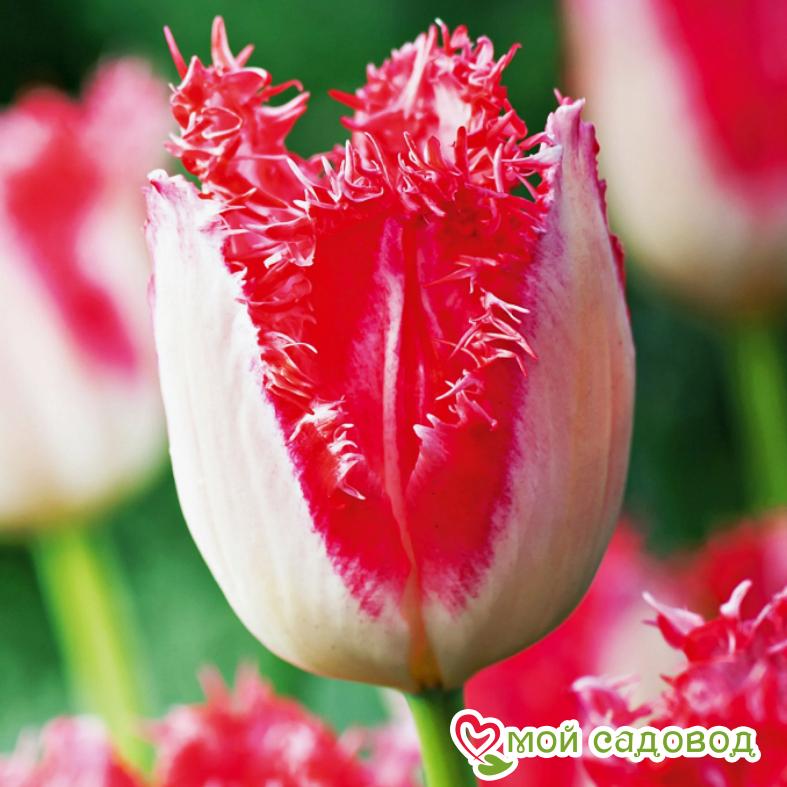 Тюльпан бахромчатый Свит Симон