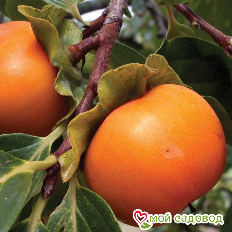 Хурма Говерла