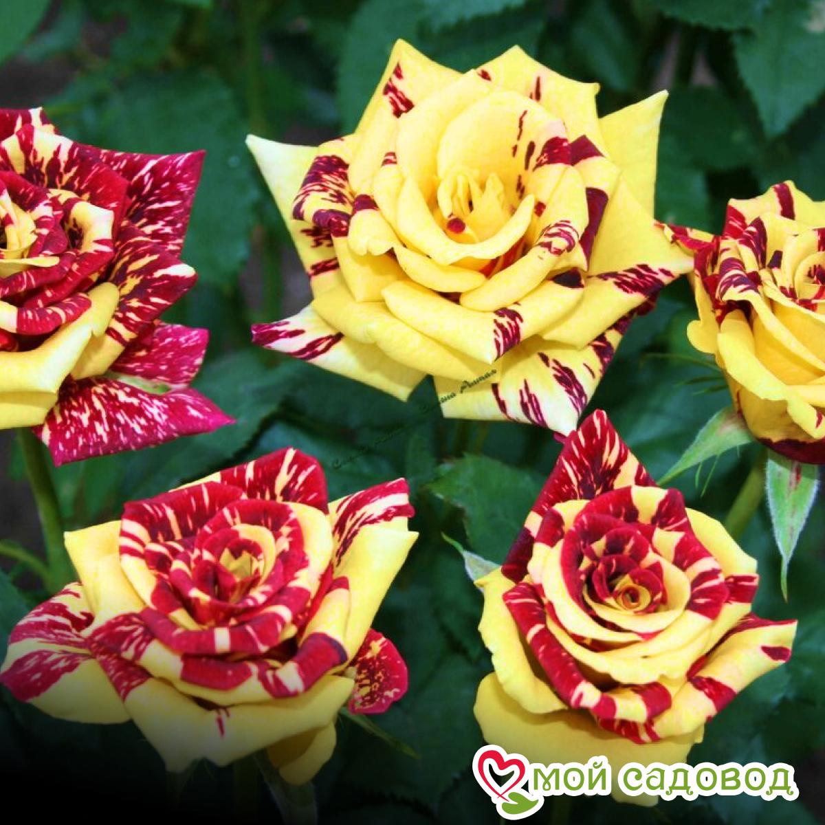 Роза чайно-гибридная Сим Салабим