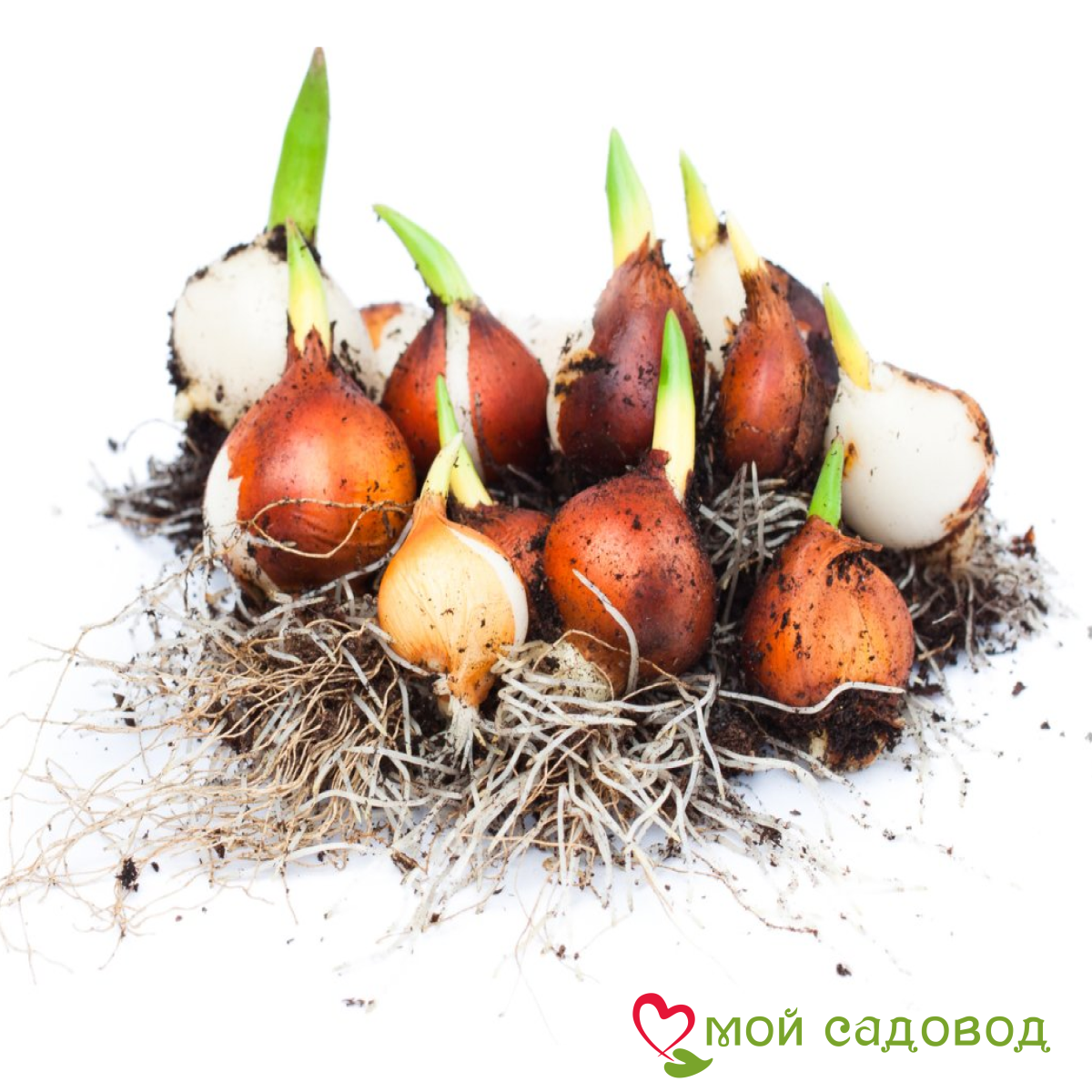 Тюльпан Блю Фог